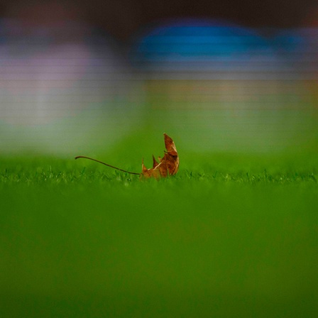 Blatt auf dem Rasen eines Fußballstadions