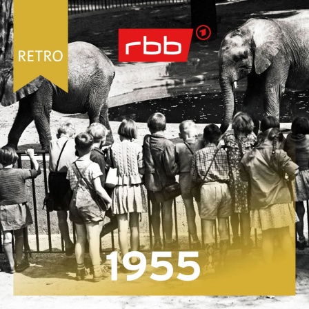Kinder bestaunen Elefanten / rbb Retro 1955