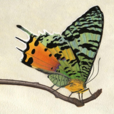 Schmetterlingssammler - Von Hesse bis Nabokov