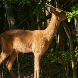 Wildverbiss als Problem beim klimagerechten Waldumbau: Rehbock frisst Blätter in einem Eichenwald.