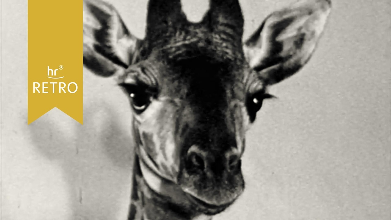 Nachwuchs im Frankfurter Zoo: Warzenschwein und Giraffe