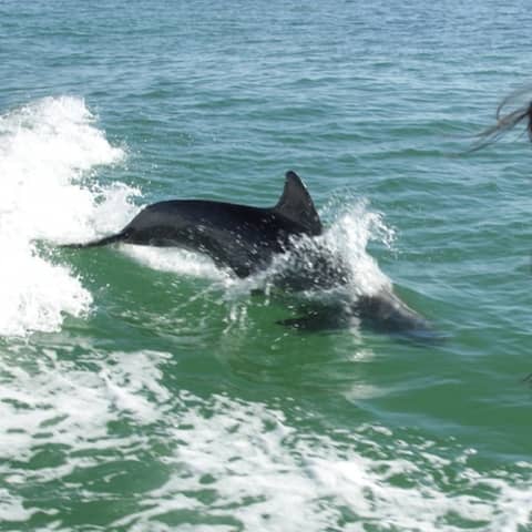 Delfine sind sehr verspielt. Sie lieben es, in der Bugwelle von Booten zu schwimmen. Anna macht hier eine Bootstour in der Bucht von Sarasota. | Bild: BR/TEXT + BILD Medienproduktion GmbH & Co. KG/