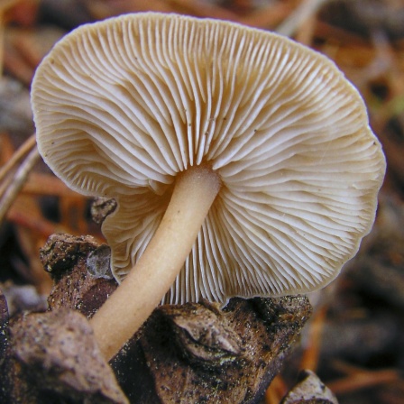 Alleskönner Pilze - Vom Baustoff bis zum Bodenreiniger