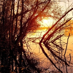 Rhein bei Sonnenaufgang im Naturschutzgebiet Bislicher Insel