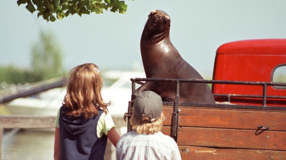 Filme Im Ersten - Eine Robbe Zum Verlieben