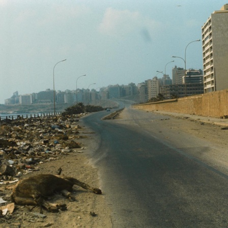 Der Kadaver eines Rindes liegt neben Trümmerbergen am Rande einer Küstenstraße in Beirut im Jahr 1976.