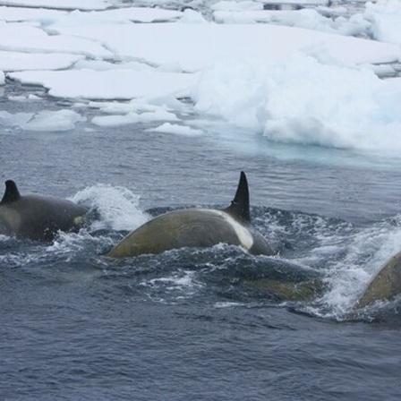 Eine Gruppe von Orcas auf der Jagd im Eismeer