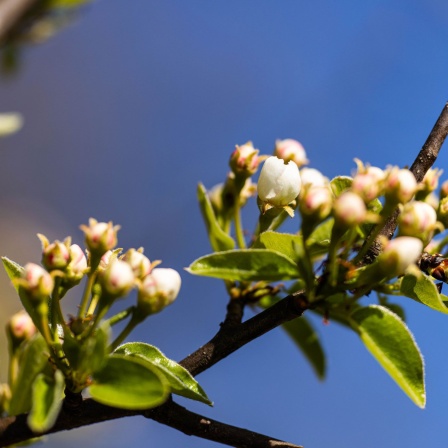 Die Knospen an einem Apfelbaum im Frühling.