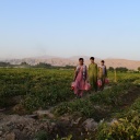 Drei Männer laufen in Afghanistan über ein Feld, auf dem sie ernten. Sie tragen Plastiksäcke mit Tomaten. Im Hintergrund sind Berge zu sehen.