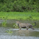 Ein Jaguar im Fluss, Brasilien.