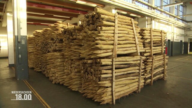 Gestapelte Holzpflöcke für den Bau eines Zaunes zum Schutz gegen die Afrikanische Schweinepest.