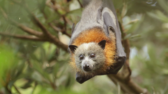 Wer Weiß Denn Sowas? - Wie Kühlen Sich Australische Graukopf-\u0002flughunde Bei Heißen Temperaturen Ab.