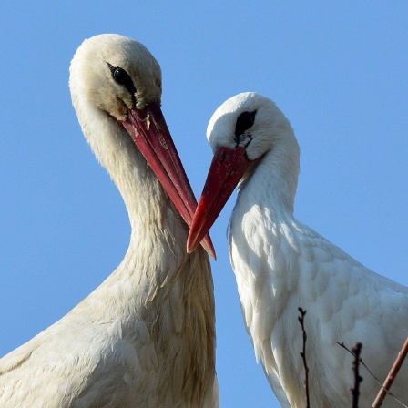 Storchenliebe 18.03.2015., Kroatien, Slavonski Brod: Die Störche Malena und Klepetan stehen Schnabel an Schnabel.