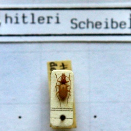 Das Foto zeigt einen Anophthalmus hitleri, einen "Hitler-Käfer" unter einem Mikroskop in der Zoologischen Staatssammlung in München.