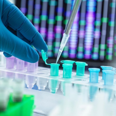 Ein Wissenschaftler mit Handschuh füllt ein DNA-Sample mit einer Pipette in ein Teströhrchen. (Symbolbild)