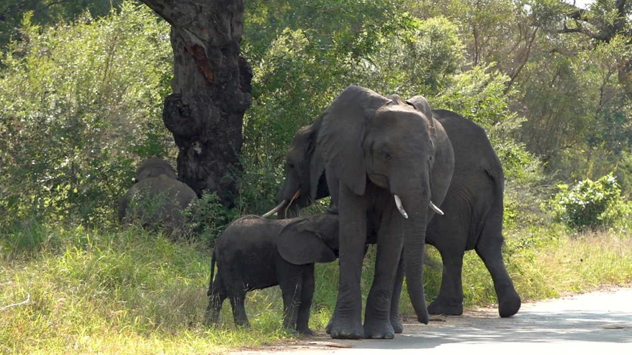 Weltspiegel: Südafrika: 100 Jahre Kruger-Nationalpark