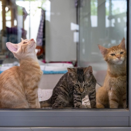 Vier junge Katzen sitzen im Mutter- und Kinderkatzenhaus im Berliner Tierheim.