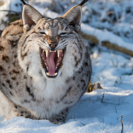 Luchs im Schnee, fletscht die Zähne.