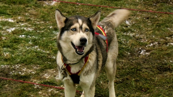 Helden Auf Vier Pfoten (4) Das Große Rennen Der Schlittenhunde