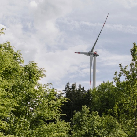 Windkraft im Wald: Wie schützen wir die Natur?