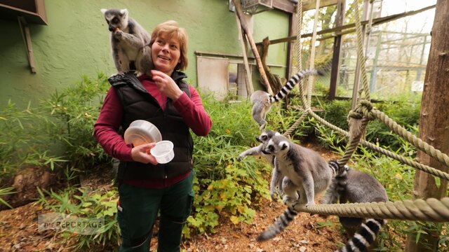 FotO: Tierpflegerin füttert Lemuren im Saarbrücker Zoo