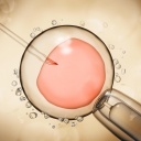 Illustration einer künstlichen Befruchtung: ein Glasstäbchen wird in eine Petrischalen geführt, in der sich eine orangene Flüssigkeit befindet