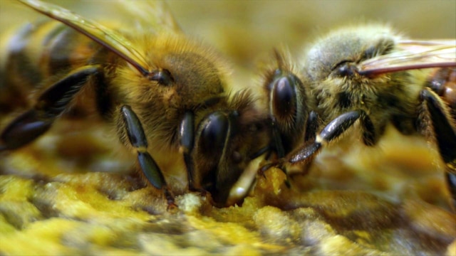 Welt der Bienen - Nektar des Lebens | Bild: BR