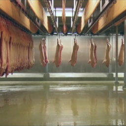 Fleischproduktion in einem Schlachthof