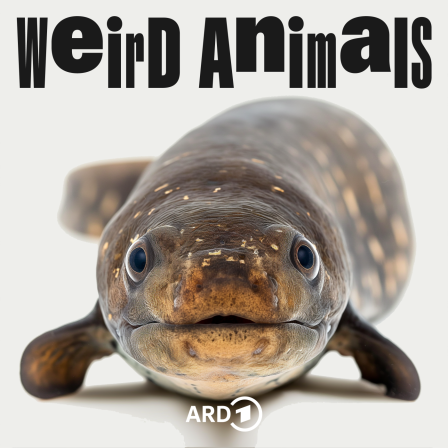 Weird Animals Folge 4 Aal