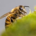 Eine Honigbiene sammelt Flüssigkeit ein.