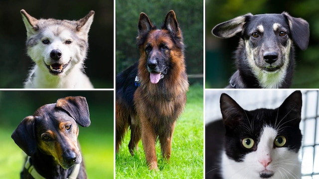Collage aus vier Hunden und einem Kater