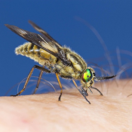 Goldaugenbremse: Fliegen haben hochempfindliche Sinnesorgane. Sie fliegen nicht nur an Menschen, die nach Schweiß riechen, sondern sie können auch bei Menschen, die regelmäßig duschen und sehr auf ihre Hygiene achten, von den normalen Körperdüften extrem angezogen werden.