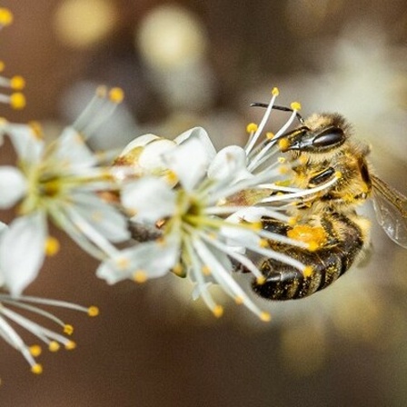 Bei strahlendem Sonnenschein sammelt eine Biene Nektar von Schlehenblüten.