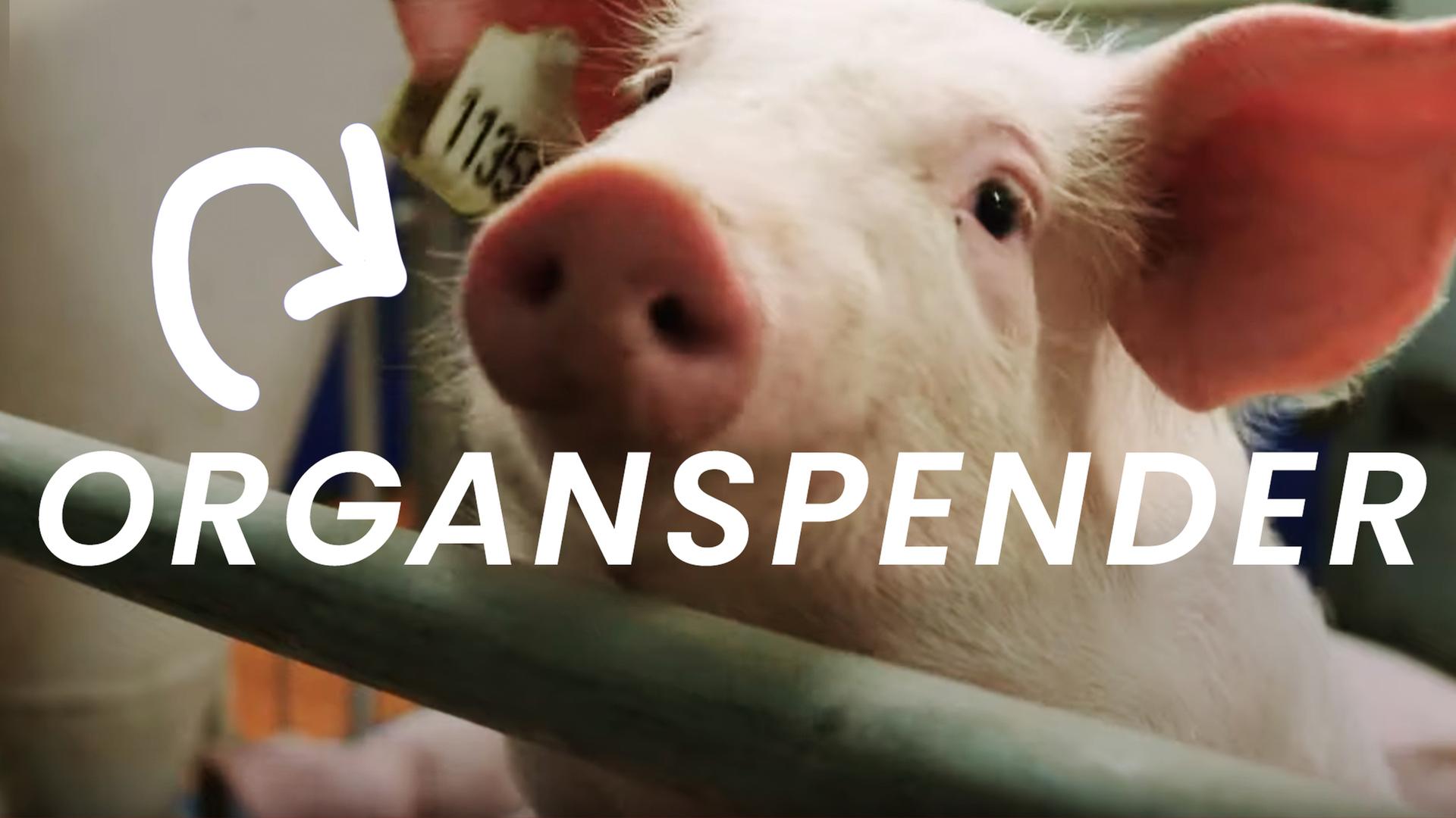 beta stories Xenotransplantation Wie Schweine zum Organspender für