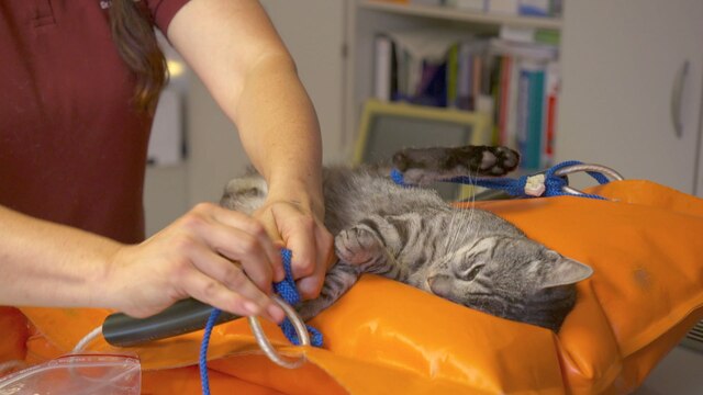 Katze wird von einer Tierärztin untersucht.