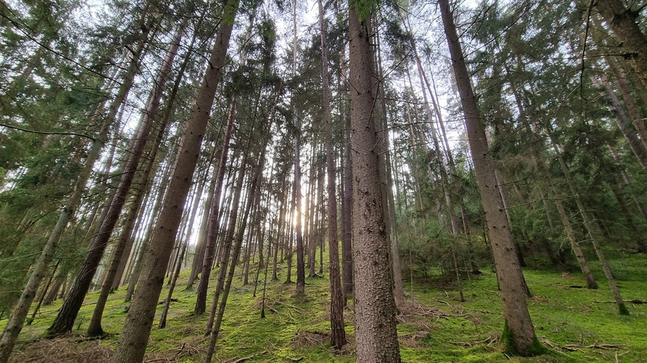 Klimaschutz oder Rohstoffquelle: Wie nutzen wir unsere Wälder?