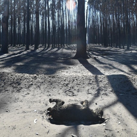 Ein toter Koala liegt auf der verbrannten Erde, Kangaroo Island, South Australia
