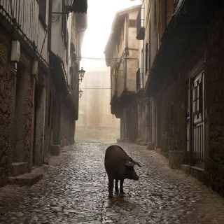 Ein iberisches Schwein läuft steht in einer einsamen, dunklen Dorfgasse.