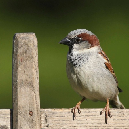 Die Tierdocs: Haussperling ist frech