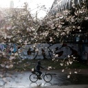 Eine Fahrradfahrerin fährt über eine nasse Straße, während im Vordergrund ein Kirschbaum blüht.