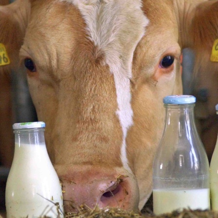 Eine Kuh schaut in einem Stall hinter vier mit Milch gefüllten Flaschen hervor