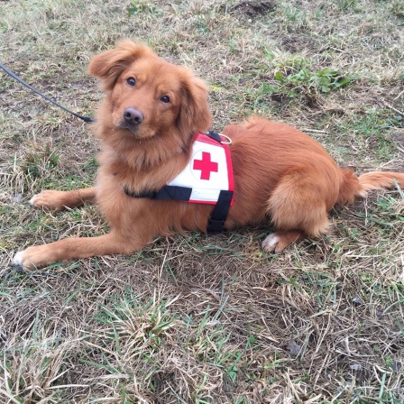 Luxi soll Leben retten - Ein Welpe auf dem Weg zum Rettungshund