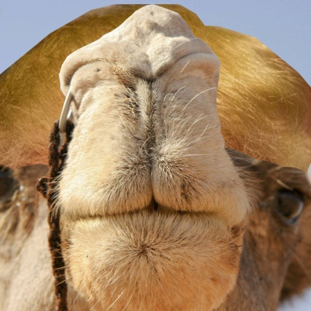 Die Tierdocs: Orangefarbenes Kamel