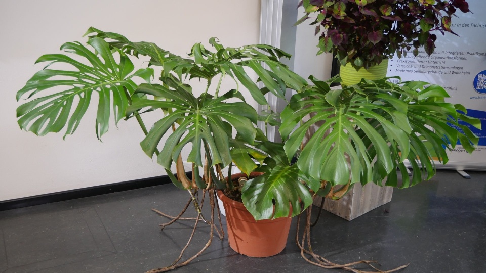 monstera pronunciation Monstera Adansonii Swiss Cheese Plant main image 0