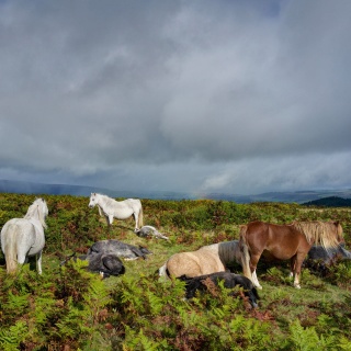 Pferde am Offa&#039;s Dyke Pfad, Hergest Ridge, Herefordshire, England