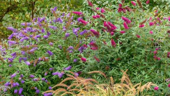 Morgenmagazin - Invasive Gartenpflanzen Verbieten.