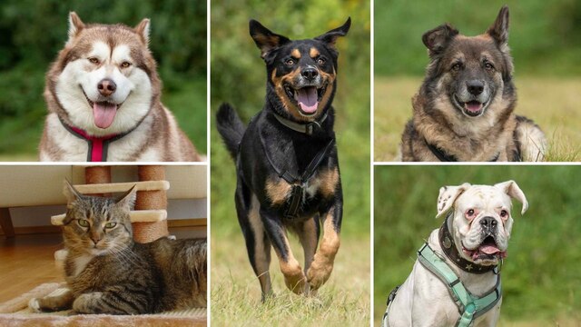 tiere suchen ein zuhause ard mediathek