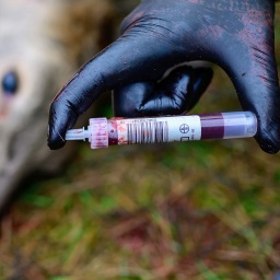 In Hembuch in Niedersachsen nehmen Jäger bei einem jungen Rotwild eine Blutprobe zur Untersuchung auf die Blauzungenkrankheit.