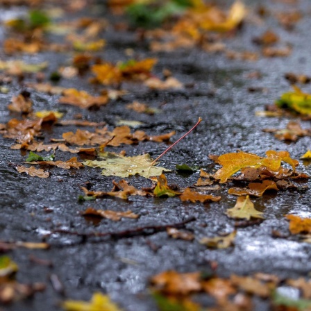 Buntes Herbstlaub liegt auf einer regennassen Strasse (Bild: picture alliance / Andreas Franke)
