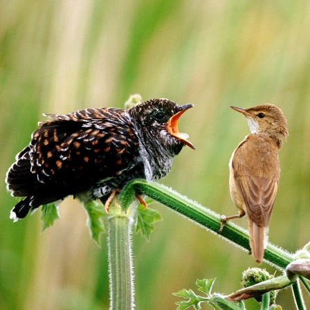 Ein Kuckuckskind neben einem Teichrohrsänger: Der Kuckuck gehört zu den schlecht beleumundeten Tieren, zu den &#034;Teufelstieren&#034;. Natürlich auch deswegen, weil der Kuckuck ein hinterhältiger Vogel ist, der einem gerne etwas unterjubelt.